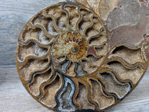 Stunning Ammonite Pair with Druzy & Quartz