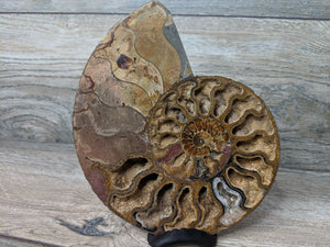 Stunning Ammonite Pair with Druzy & Quartz