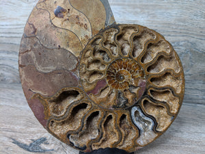 Stunning Ammonite Pair with Druzy & Quartz
