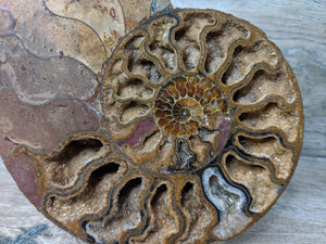 Stunning Ammonite Pair with Druzy & Quartz