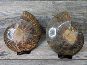 Stunning Ammonite Pair with Druzy & Quartz