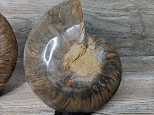 Stunning Ammonite Pair with Druzy & Quartz