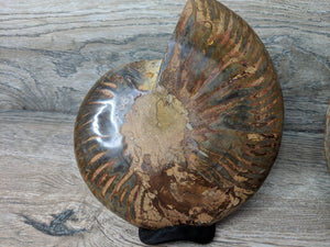 Stunning Ammonite Pair with Druzy & Quartz