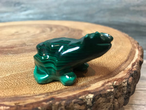 Wisdom Malachite Frog