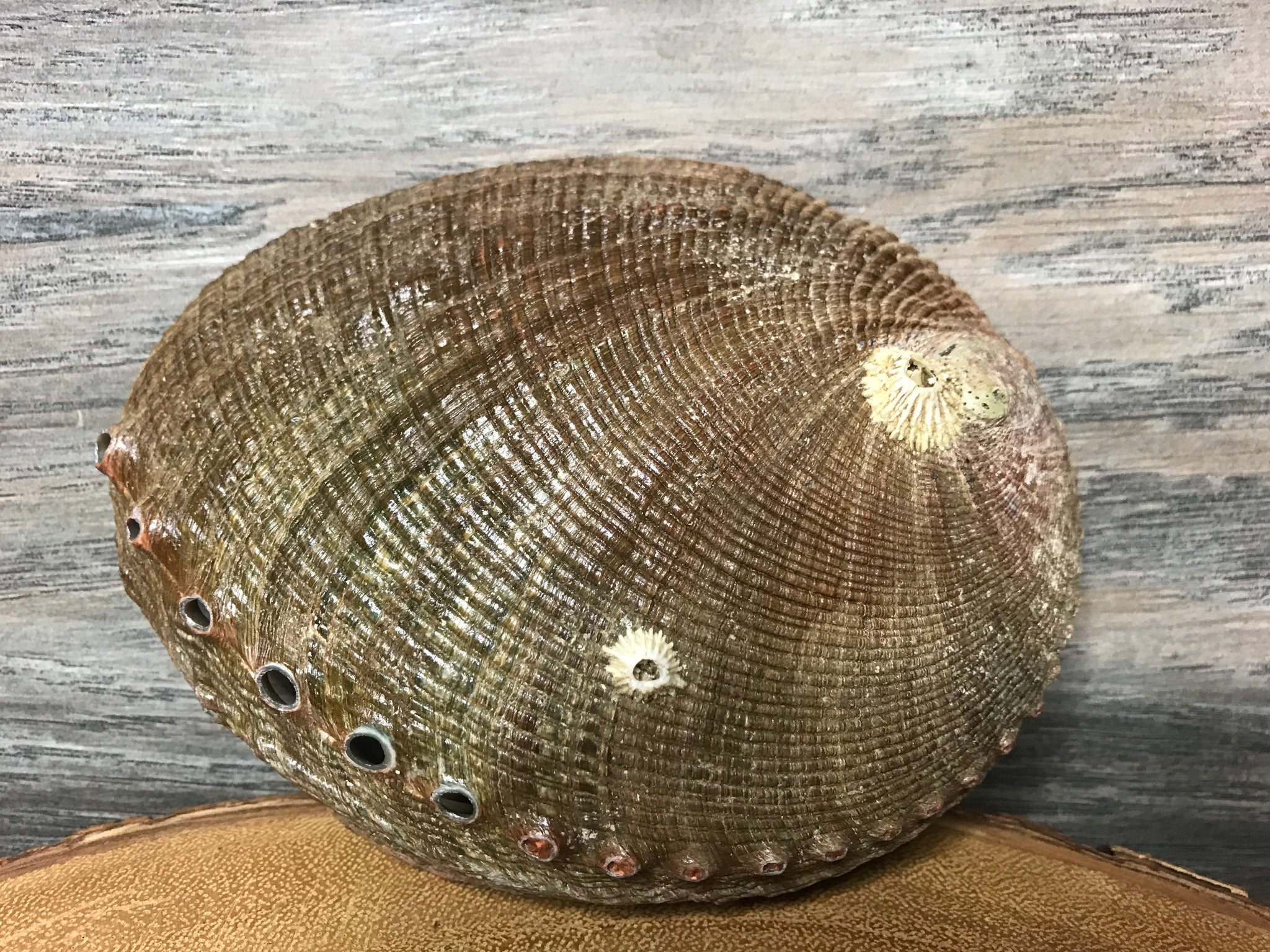 Abalone Shell – Rockmystic