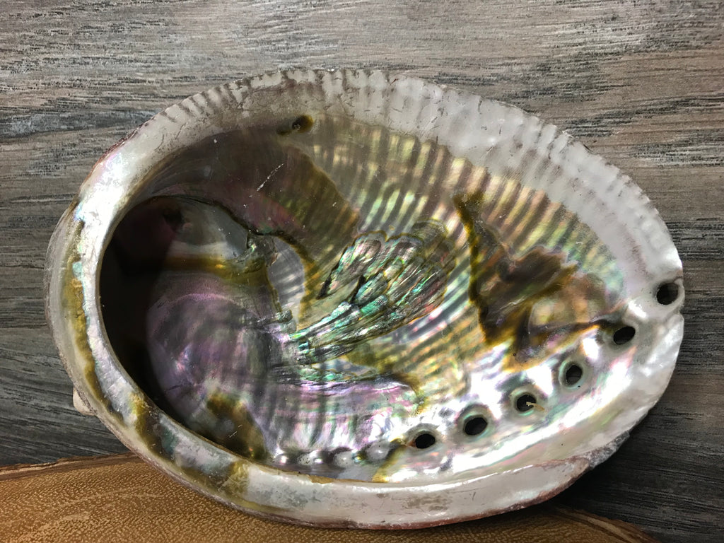 Abalone Shell