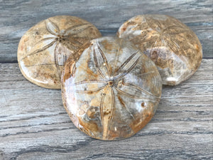 Polished Fossilized Sand Dollar