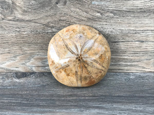 Polished Fossilized Sand Dollar