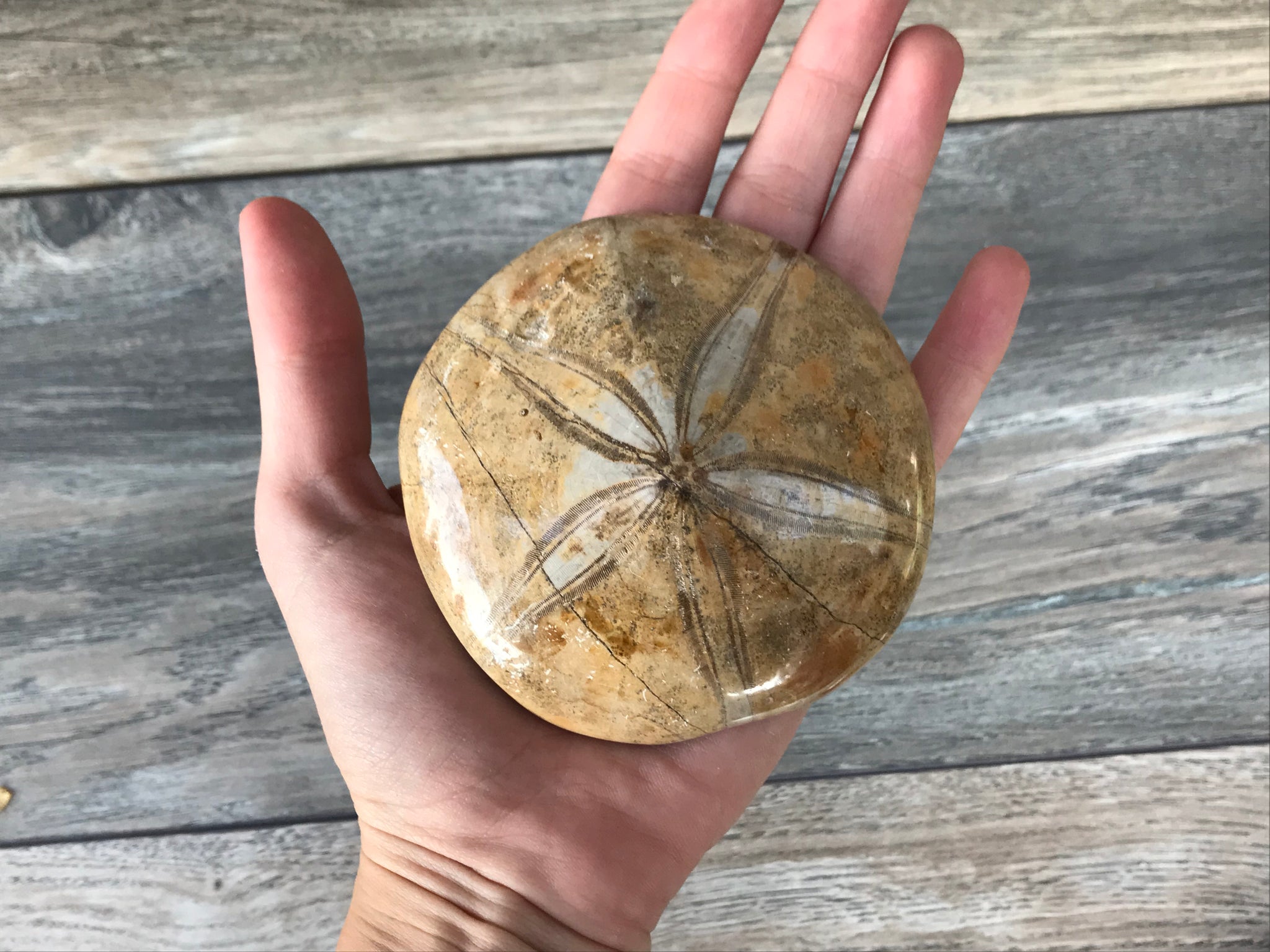 Polished Fossilized Sand Dollar